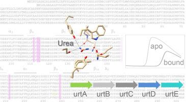 Accurate Identification of Periplasmic Urea-binding Proteins by Structure- and Genome Context-assisted Functional Analysis