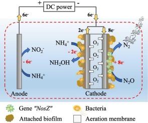 Electron-deficient wastewater treatment in membrane-aerated conductive biofilm reactor: Performance and mechanism