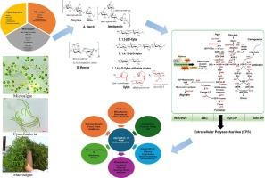 Algal carbohydrates: Sources, biosynthetic pathway, production, and applications