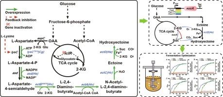 High efficiency production of 5-hydroxyectoine Zusing metabolically engineered Escherichia coli