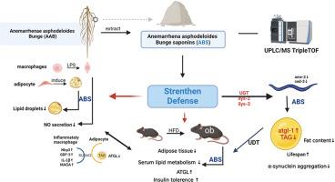 Anemarrhena asphodeloides Bunge total saponins lower lipid via modulating MAOA activity to enhance defense mechanisms in mice and C. elegans