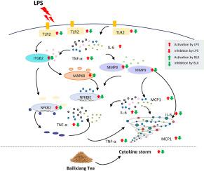 Bailixiang tea, an herbal medicine formula, co-suppresses TLR2/MAPK8 and TLR2/NF-κB signaling pathways to protect against LPS-triggered cytokine storm in mice