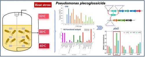 Exploring the response mechanism of Pseudomonas plecoglossicida to high-temperature stress by transcriptomic analyses for 2-keto gluconic acid production