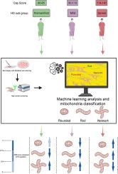 Characterization of fission and fusion mitochondrial dynamics in HD fibroblasts according to patient's severity status