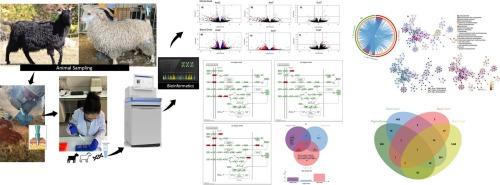 Transcriptome profiles of the skin associated with the color of the black and white coat of Angora goats