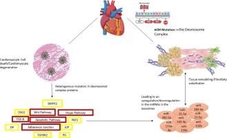 Exploring the role of exosomes in the pathogenesis and treatment of cardiomyopathies: A comprehensive literature review