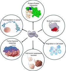 KLHL20 and its role in cell homeostasis: A new perspective and therapeutic potential