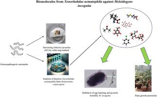 Exploring nematicidal biomolecules from Xenorhabdus nematophila as a novel source for Meloidogyne incognita management