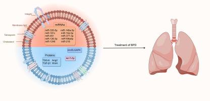 The potential therapeutic effect of human umbilical cord mesenchymal stem cell-derived exosomes in bronchopulmonary dysplasia