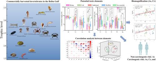 Assessment of potentially toxic element contamination in commercially harvested invertebrates from the Beibu Gulf, China