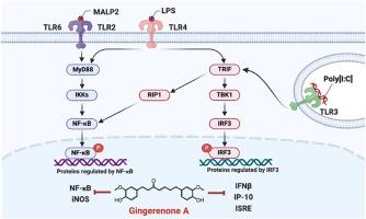 Anti-inflammatory effects of Gingerenone A through modulation of toll-like receptor signaling pathways