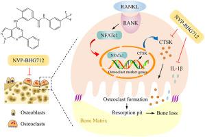 NVP-BHG712 alleviates ovariectomy-induced osteoporosis by modulating osteoclastogenesis