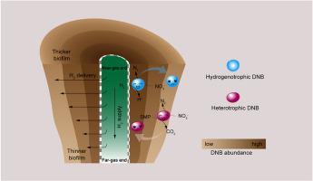 Multidimensional insights into biofilm ecology and function of a denitrifying anaerobic membrane biofilm reactor with limited hydrogen supply