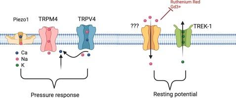 Resting trabecular meshwork cells experience constitutive cation influx