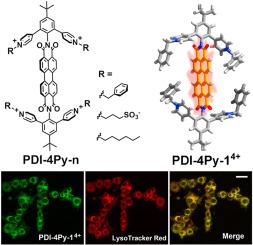 Highly fluorescent, water-soluble tetrapodal perylene diimides insulated by cationic pendants for live-cell imaging