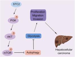 STC2 knockdown inhibits cell proliferation and glycolysis in hepatocellular carcinoma through promoting autophagy by PI3K/Akt/mTOR pathway