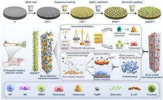 Silver-quercetin-loaded honeycomb-like Ti-based interface combats infection-triggered excessive inflammation via specific bactericidal and macrophage reprogramming