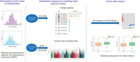 Arabinoxylan profiles in Chinese winter wheat: Novel QTL and molecular marker