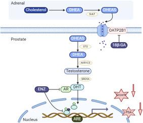 18β-Glycyrrhetinic acid synergizes with enzalutamide to counteract castration-resistant prostate cancer by inhibiting OATP2B1 uptake of dehydroepiandrosterone sulfate