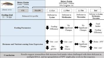 Effects of dietary indispensable amino acid deficiencies on feed intake in stomachless fish