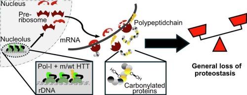 General loss of proteostasis links Huntington disease to Cockayne syndrome