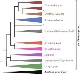 Molecular phylogeny and species diversity of the genus Dichaetophora Duda and related taxa (Diptera: Drosophilidae)