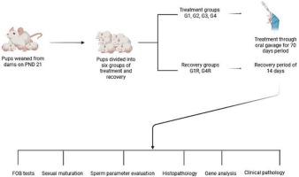 Azoospermia and multi-organ damage in juvenile rats exposed to α-Terpineol from weaning to sexual maturity