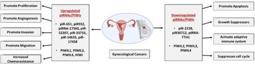 A comprehensive review on the role of PIWI-interacting RNA (piRNA) in gynecological cancers