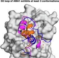 Conformational variability in the D2 loop of Plasmodium Apical Membrane antigen 1