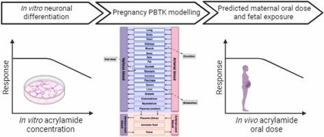 Developmental neurotoxicity evaluation of acrylamide based on in vitro to in vivo extrapolation by pregnancy PBTK modelling