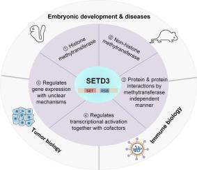 SETD3 functions beyond histidine methylation