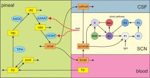 A mathematical model of melatonin synthesis and interactions with the circadian clock