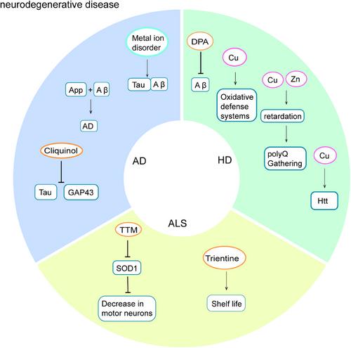 Copper homeostasis and cuproptosis in health and disease