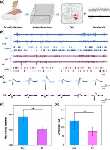 Brain–computer interface for simultaneous dual-region spatial coding in hippocampal and somatosensory cortex of freely behaving rats