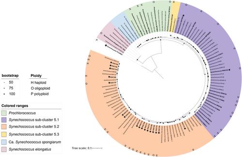 Ploidy levels in diverse picocyanobacteria from the Baltic Sea