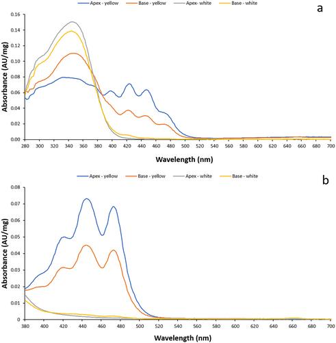 Pollinator response to yellow UV-patterned versus white UV-patternless flower dimorphism in Anemone palmata