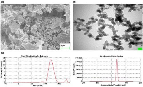 Development of chitosan nanoparticle loaded with Tricholoma fracticum extract and evaluation of in vitro antioxidant activity