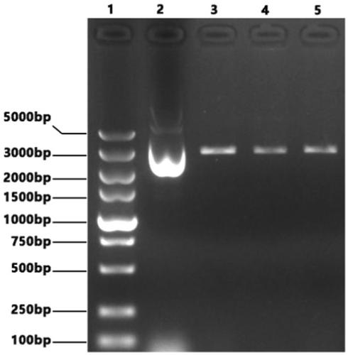 Research of recombinant influenza A virus as a vector for Mycoplasma pneumoniae P1a and P30a