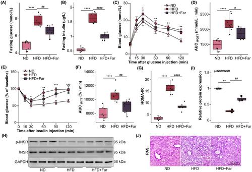 Farrerol alleviates insulin resistance and hepatic steatosis of metabolic associated fatty liver disease by targeting PTPN1