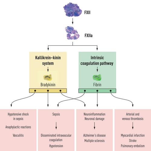 Targeting factor XIIa for therapeutic interference with hereditary angioedema