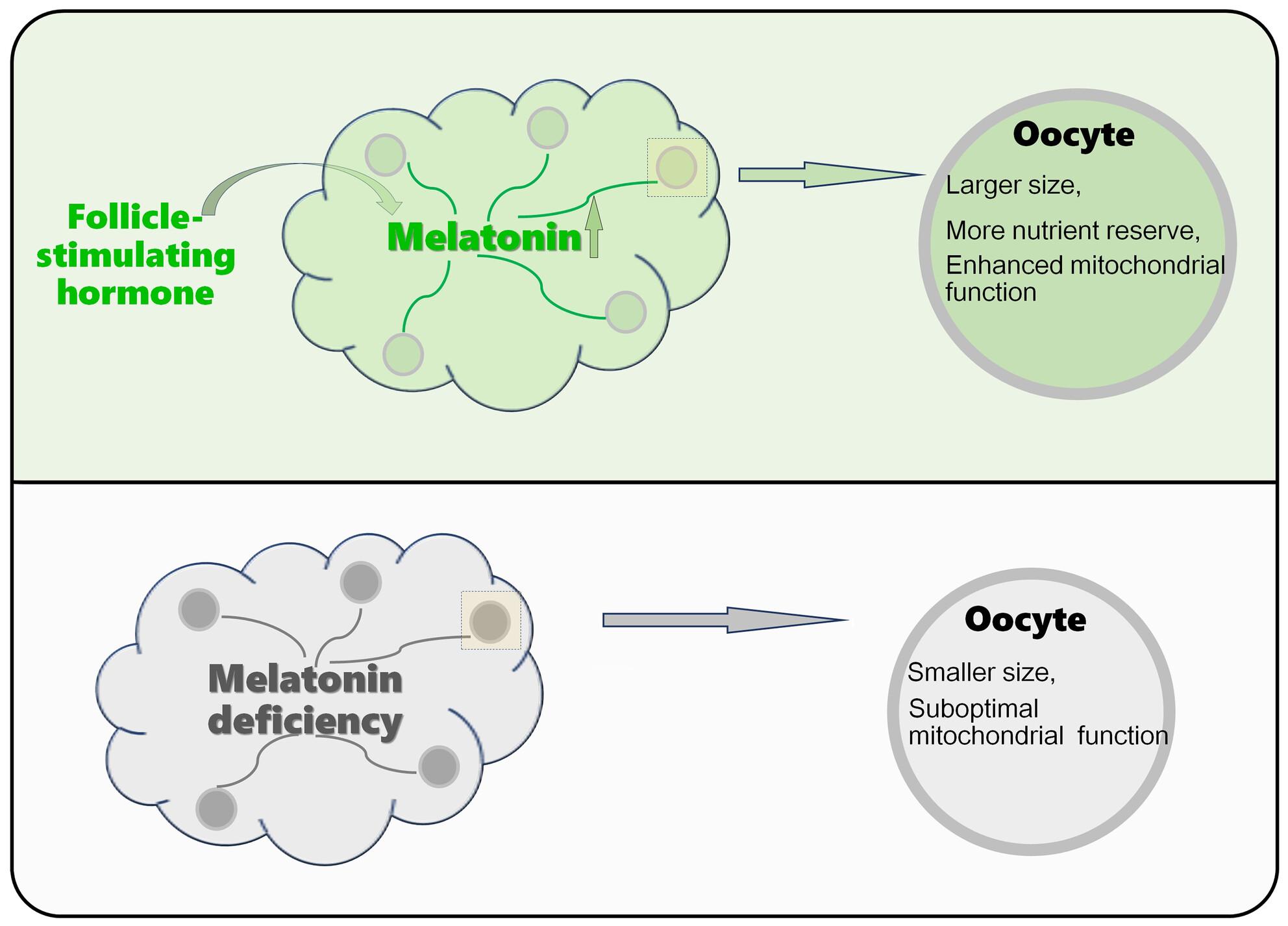 Melatonin facilitates oocyte growth in goats and mice through increased nutrient reserves and enhanced mitochondrial function