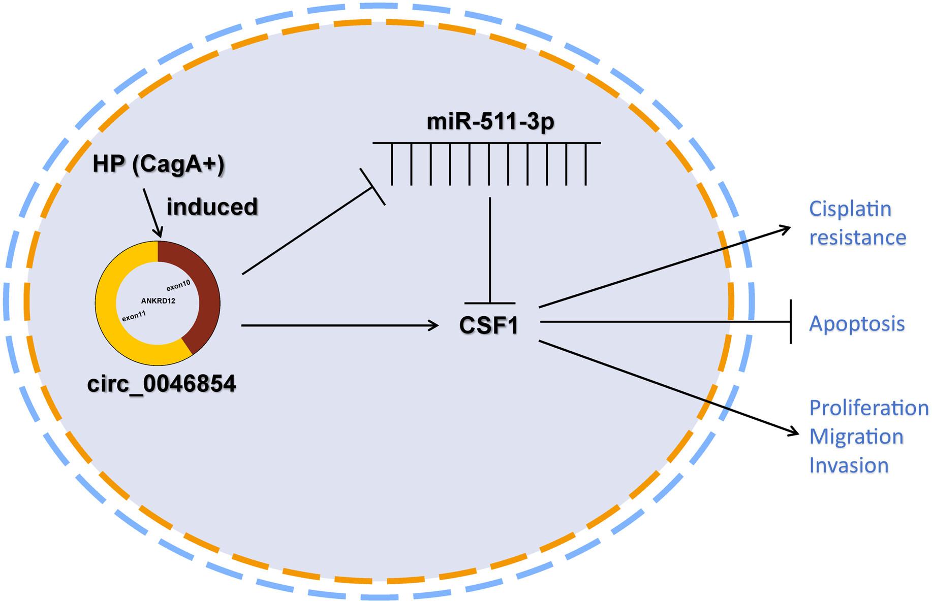 Helicobacter pylori induce circ_0046854 to regulate microRNA-511-3p/CSF1 axis and enhance the resistance of gastric cancer to cisplatin