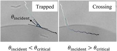 Motile bacteria crossing liquid–liquid interfaces of an aqueous isotropic–nematic coexistence phase†