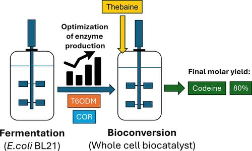 Optimized Enzyme Production for the Escherichia coli Whole-Cell Biocatalytic Synthesis of Codeine from Thebaine