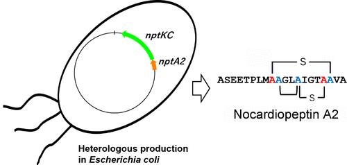 Heterologous Biosynthesis of New Lanthipeptides Nocardiopeptins with an Unprecedented Bridging Pattern of Lanthionine and Labionin