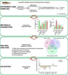 Early metabolic and transcriptomic regulation in rainbow trout (Oncorhynchus mykiss) liver by 11-deoxycorticosterone through two corticosteroid receptors pathways