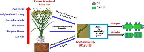 Screening nitrogen-fixing cyanobacteria that can alleviate cadmium toxicity to rice and reduce cadmium accumulation in brown rice