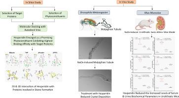 From computational prediction to experimental validation: Hesperidin's anti-Urolithiatic activity in sodium oxalate-induced urolithiasis models in fruit flies and mice