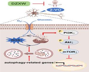 Ding-Zhi-Xiao-Wan decoction alleviates mitochondrial autophagy in vascular dementia mice via the PI3K/Akt/mTOR pathway