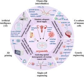 Exploration of organoids in ovarian cancer: From basic research to clinical translation